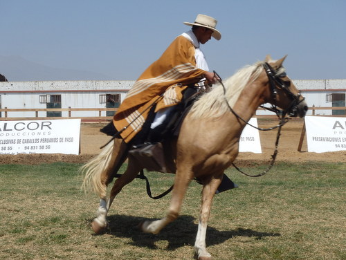 Peruvian Step Horse Show.